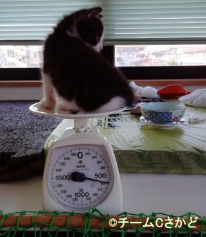 子猫　体重測定