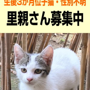 子猫の里親募集