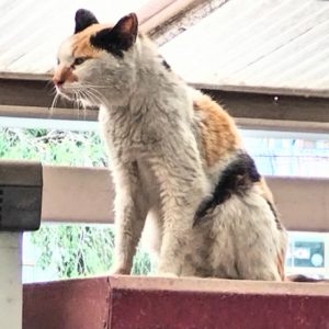 飼い猫のら猫でお困りの場合は必ず相談してください