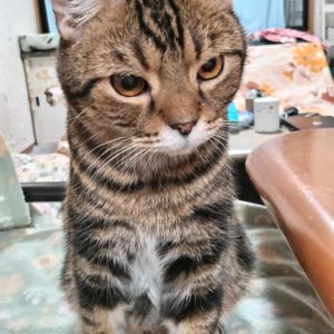 りくちゃん　2026年1月25日　20:36　永眠