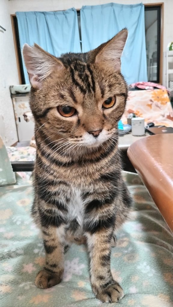 りくちゃん　2026年1月25日　20:36　永眠