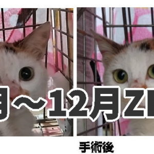 2025年10月～12月まではTNR数ゼロです。